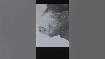 Кабан и глубокий снег.Wild boar and deep snow. #wildlife #shots
