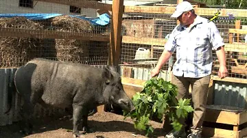 Дикий кабан или вепрь